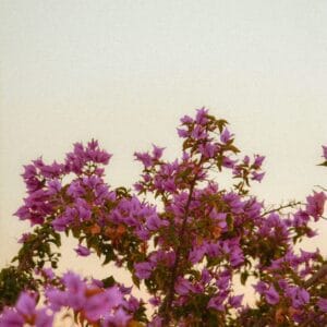 a bird sitting on a bird sitting on top of a tree filled with purple flowers